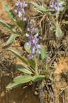 Skyblue lupine